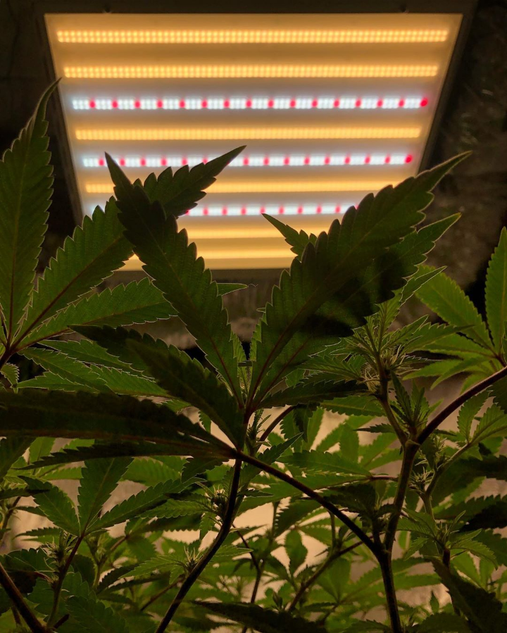 LED grow lights behind cannabis leaves cool picture