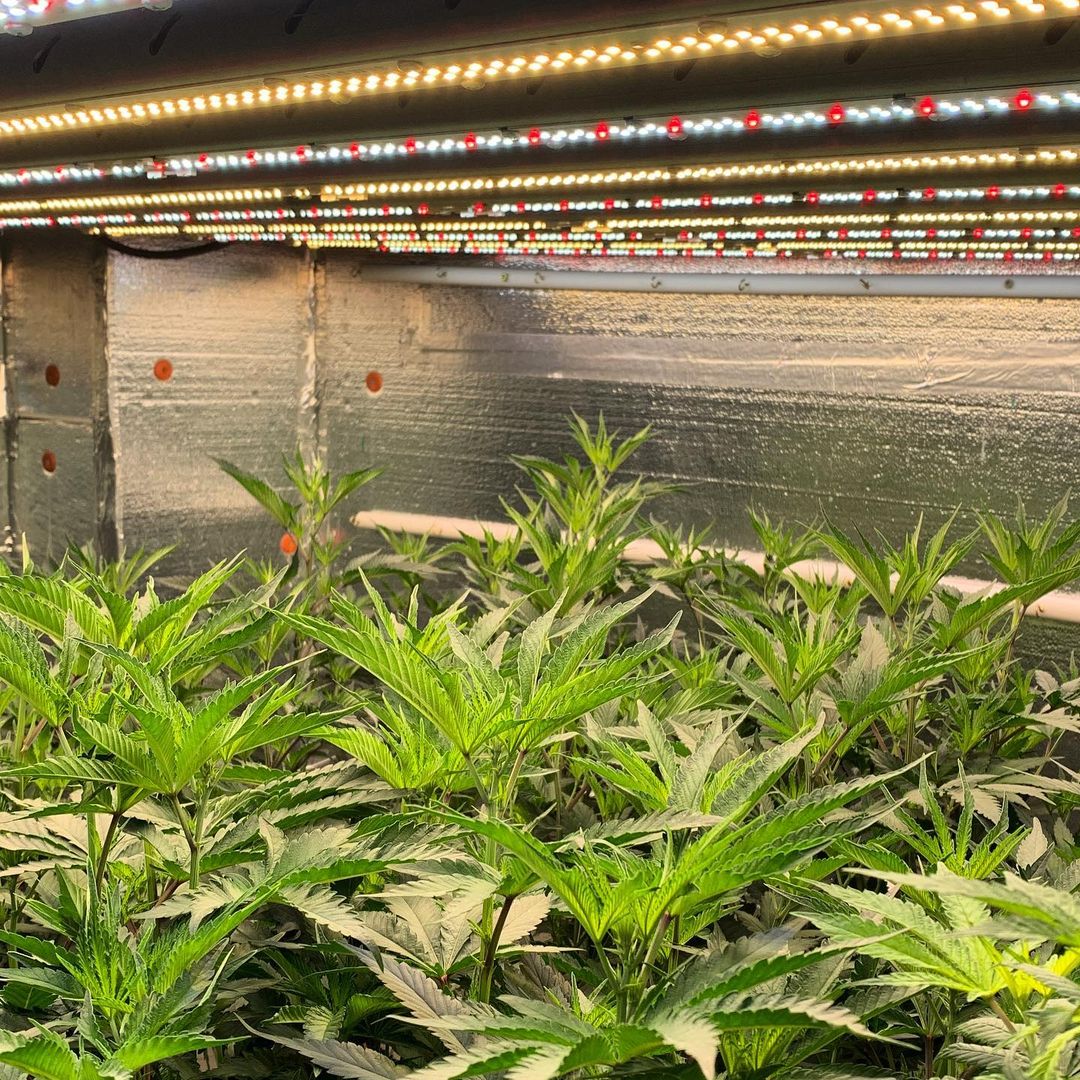 Effectively Growing Cannabis with LED Lights