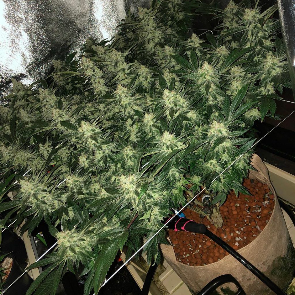 , @rule_30_labs Gallery