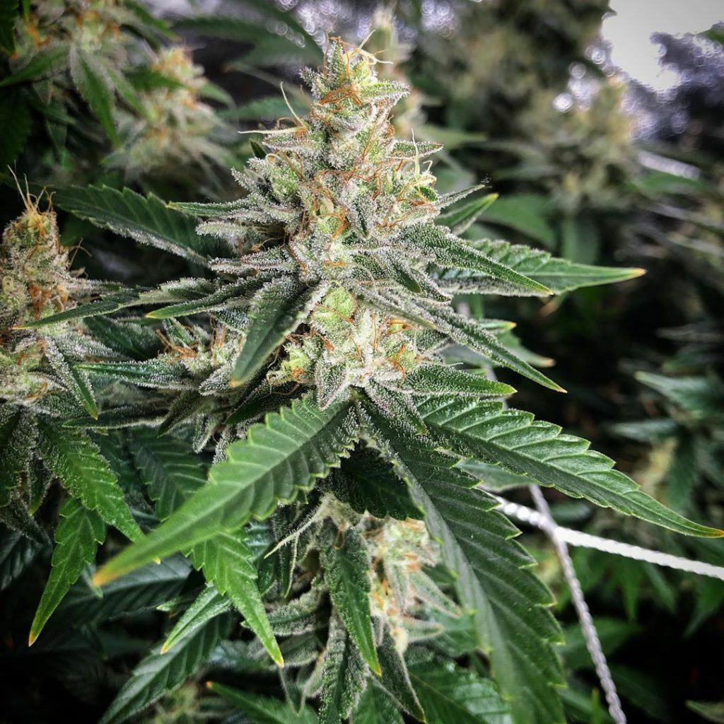 , @rule_30_labs Gallery
