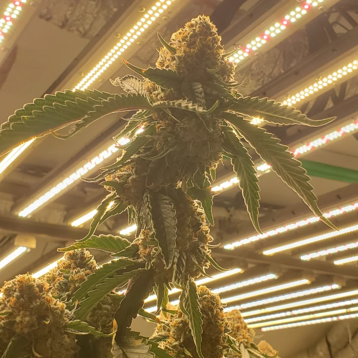 Grow it led commercial cannabis facility