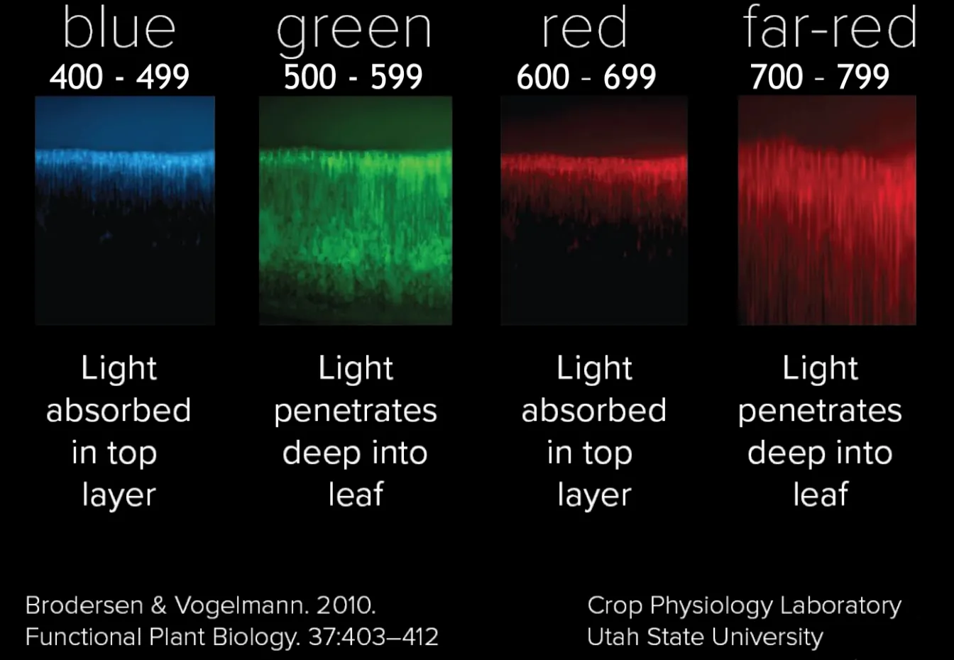 Exploring the Effects of Far Red Light on Cannabis Growth