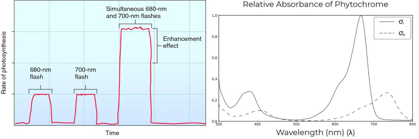 Exploring the Effects of Far Red Light on Cannabis Growth