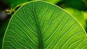The-Basics-of-Photosynthesis-How-Plants-Convert-Sunlight-into-Energy