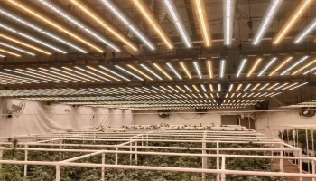 Commercial Grade LED Grow Lights